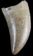 Spectacular Juvenile T-Rex Tooth - North Dakota #41550-1